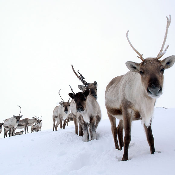 Cairngorm Reindeer Herd - The Cairngorm Hotel, Aviemore